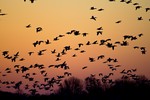 Geese migrating at sunset.